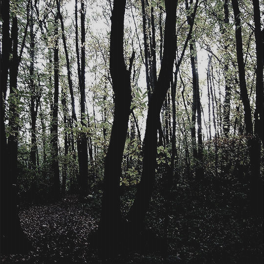 woods-edit