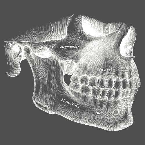 skull-jaw