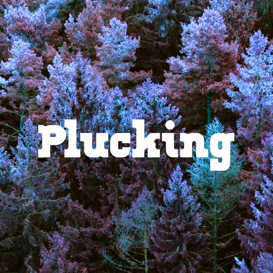 Plucking